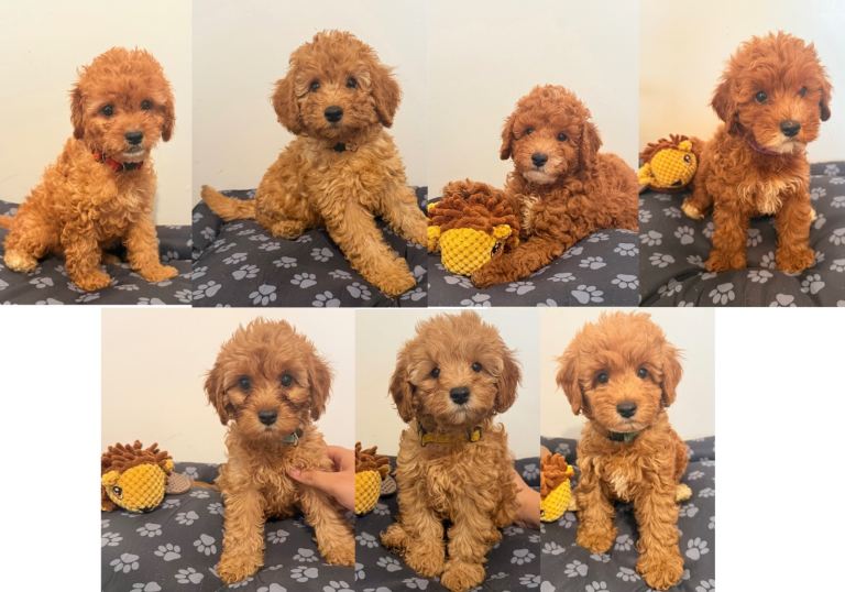 F1B Cockapoo puppies 