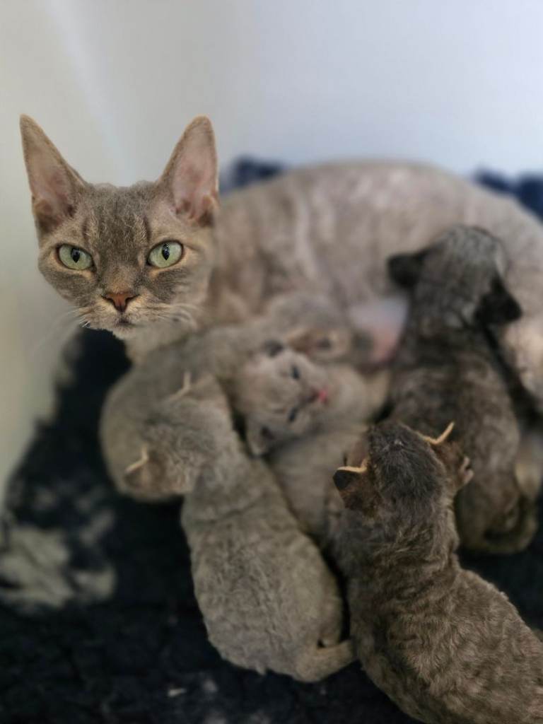 TICA Registered Pedigree Devon Rex