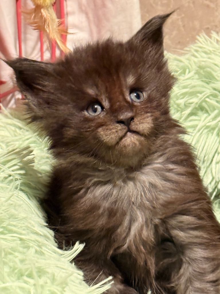 GCCF registered Maine coon boys 