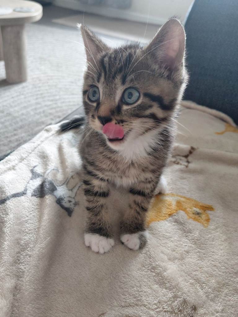 Kittens 