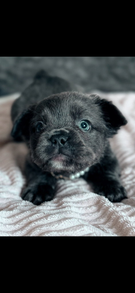 Fluffy French bulldogs ‼️REDUCED‼️