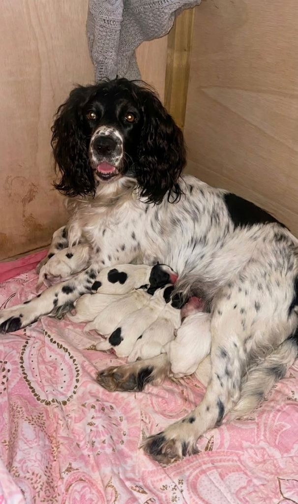 Sprocker spaniels 