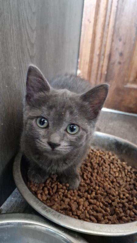 Last 2 Ragdoll/russian blue cross priced for quick sale