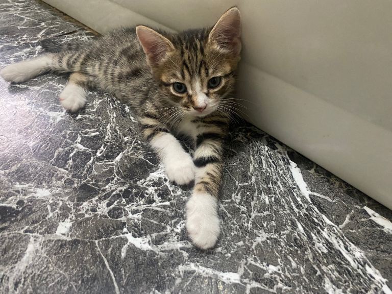 Beautiful Kitten 