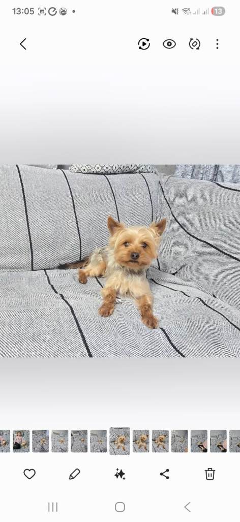 Yorkshire Terrier male 1 year and 10 months old