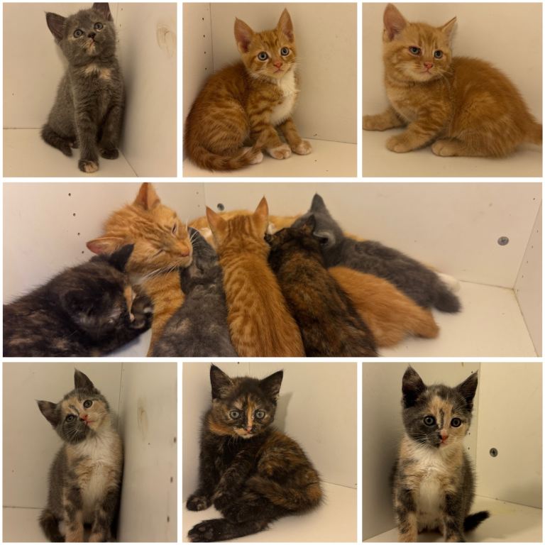 🐱 Adorable 3-Month-Old Kittens Looking for Loving Homes 🏡 Cat.