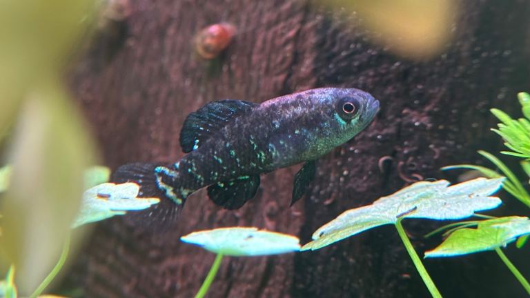 Everglades Pygmy Sunfish / Elassoma evergladei