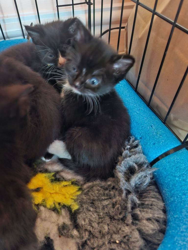 British Short Haired kittens 3 boys 3 girls