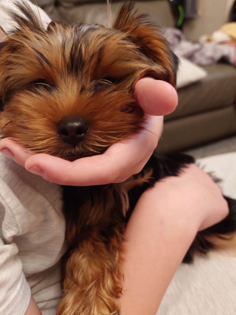 Mini yorkshire terrier 