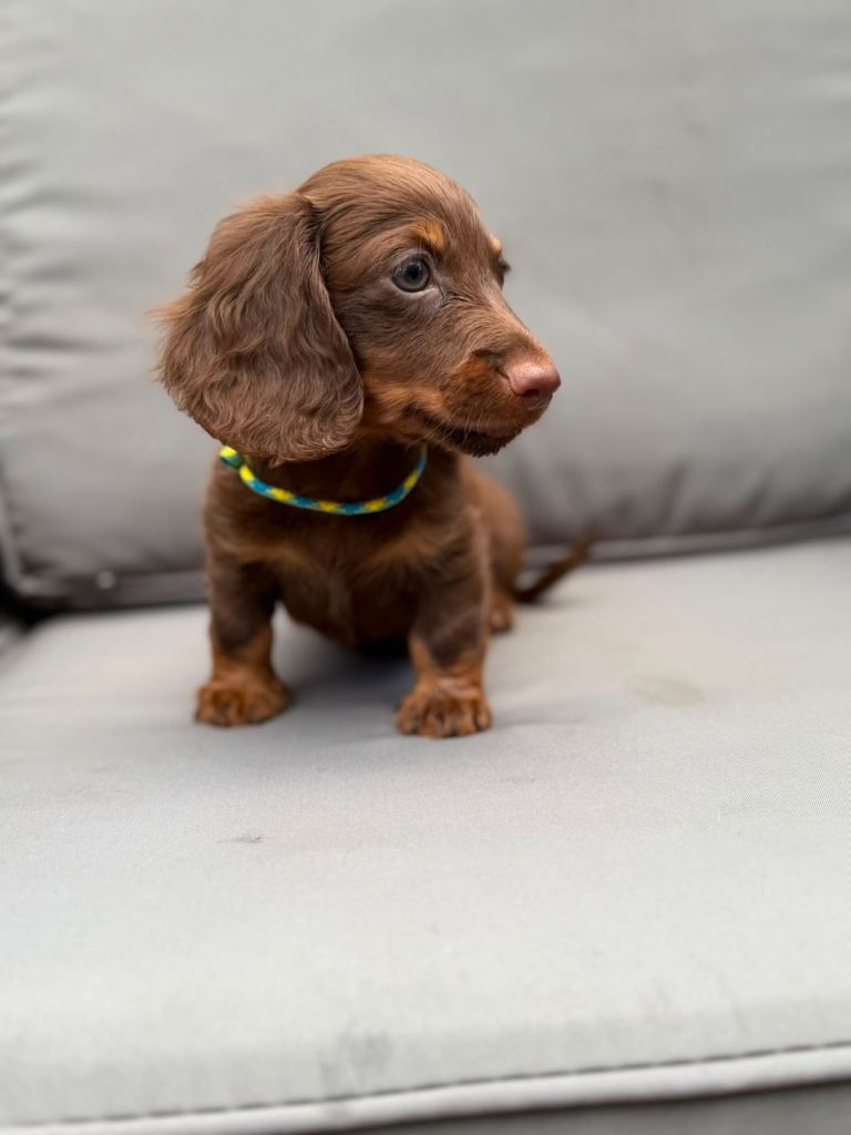 Miniature long hair Dash Puppies for sale