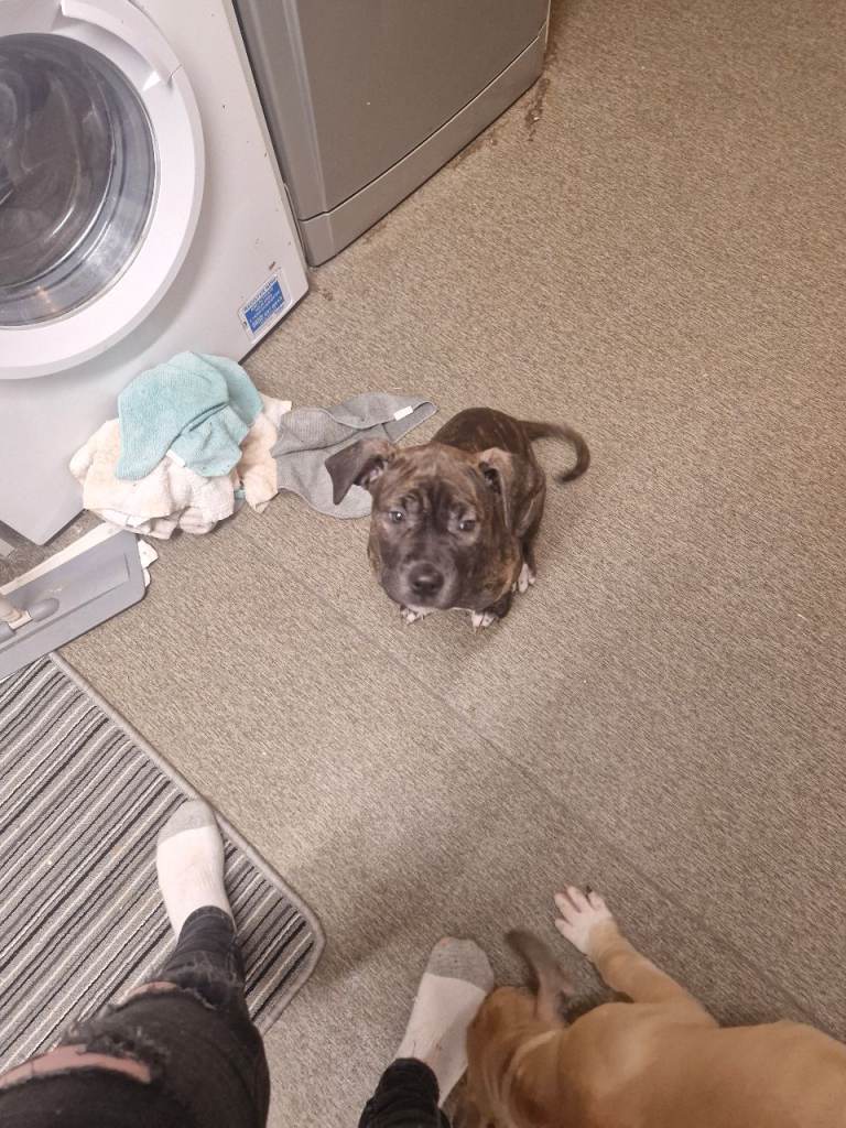 Canecorso x presa canaro pups 