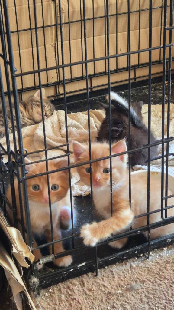 3 adorable boy kittens 
