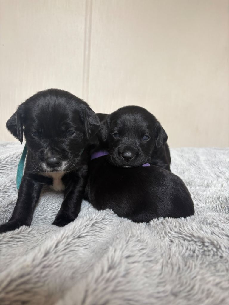 Beautiful Cockerdor Puppies - Ready Soon
