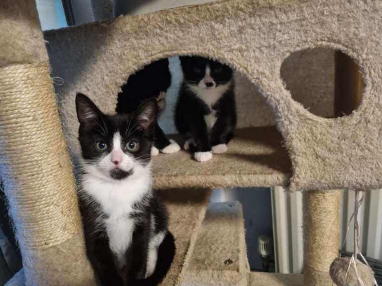 Female kittens 