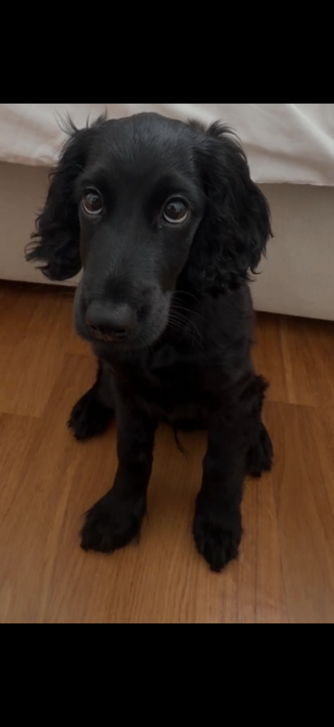18-Week-Old Male Cockapoo
