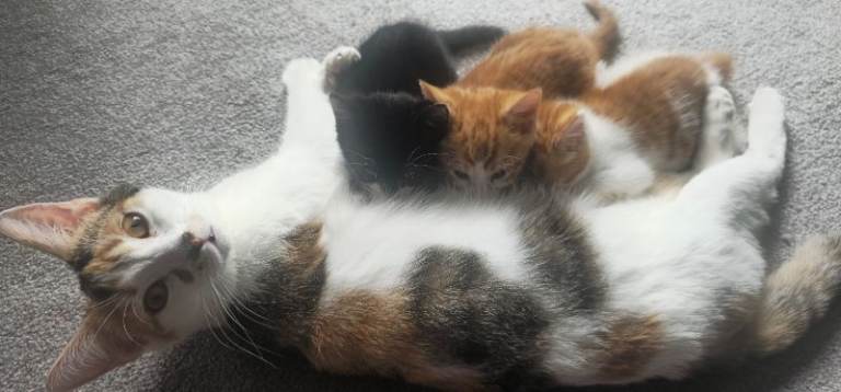 Ginger female kittens and tuxedo male