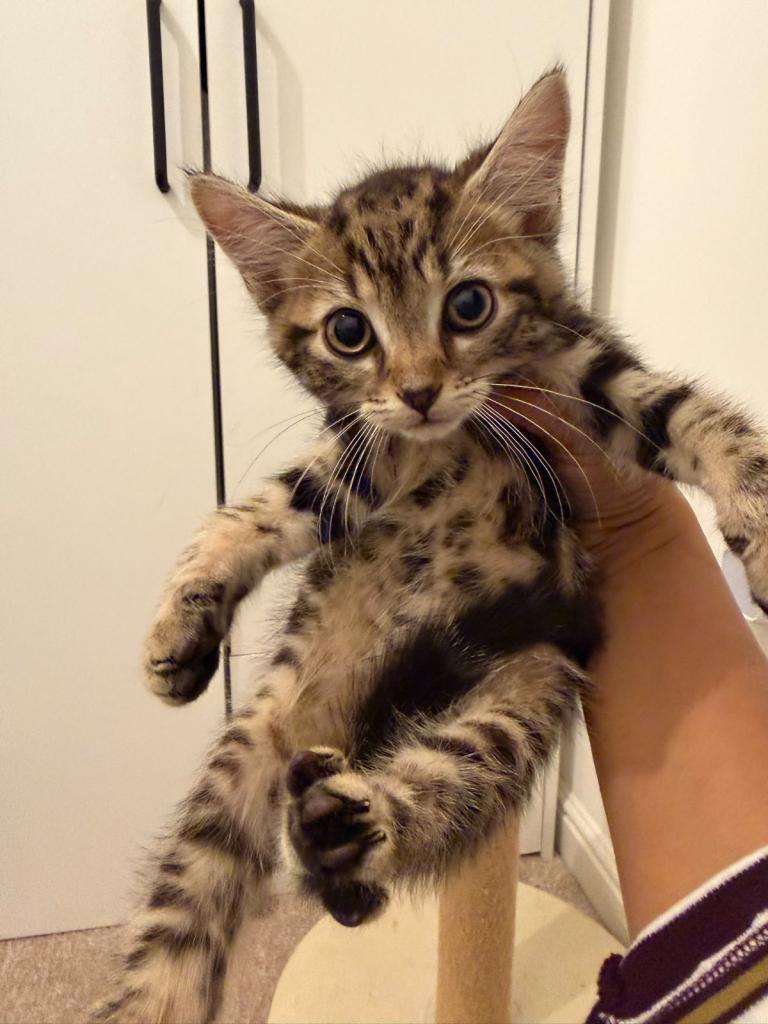 Cute kitten 