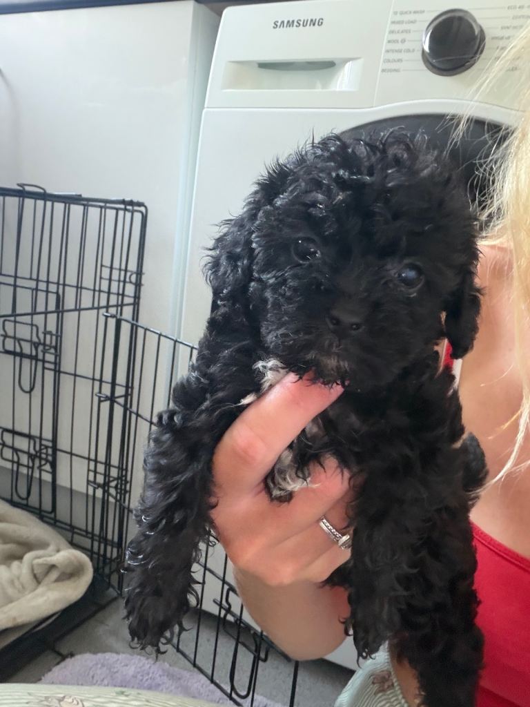 Jackapoo puppies 