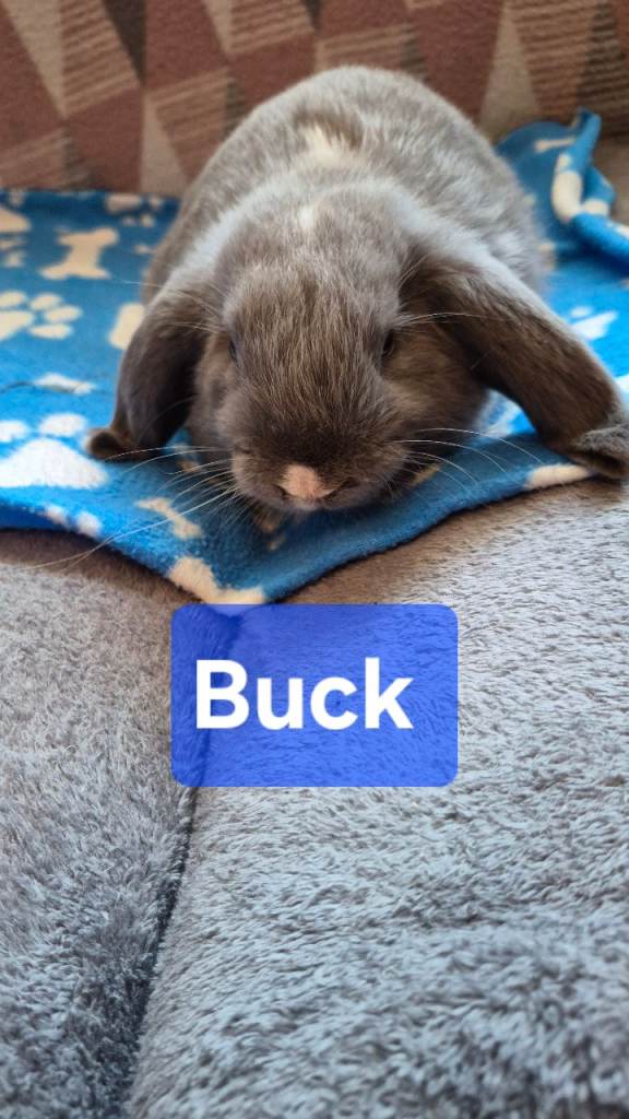 Mini lops 
