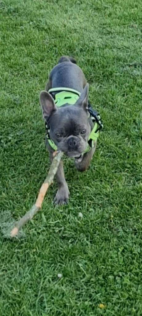 9 Month Old French Bulldog Male – Blue/Lilac – Vaccinated