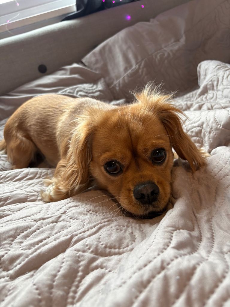 King charles for sale 1yr old