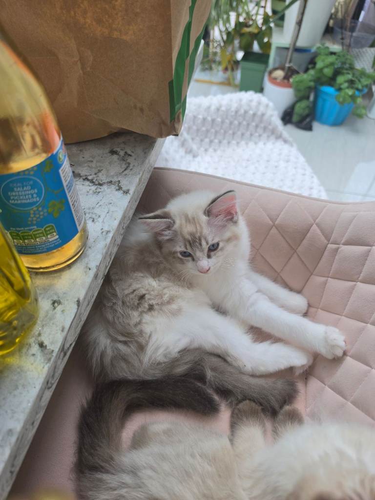 Ragdoll kittens 