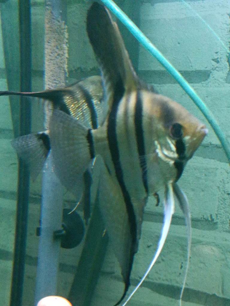 Aquarium Angelfish for sale or swap 