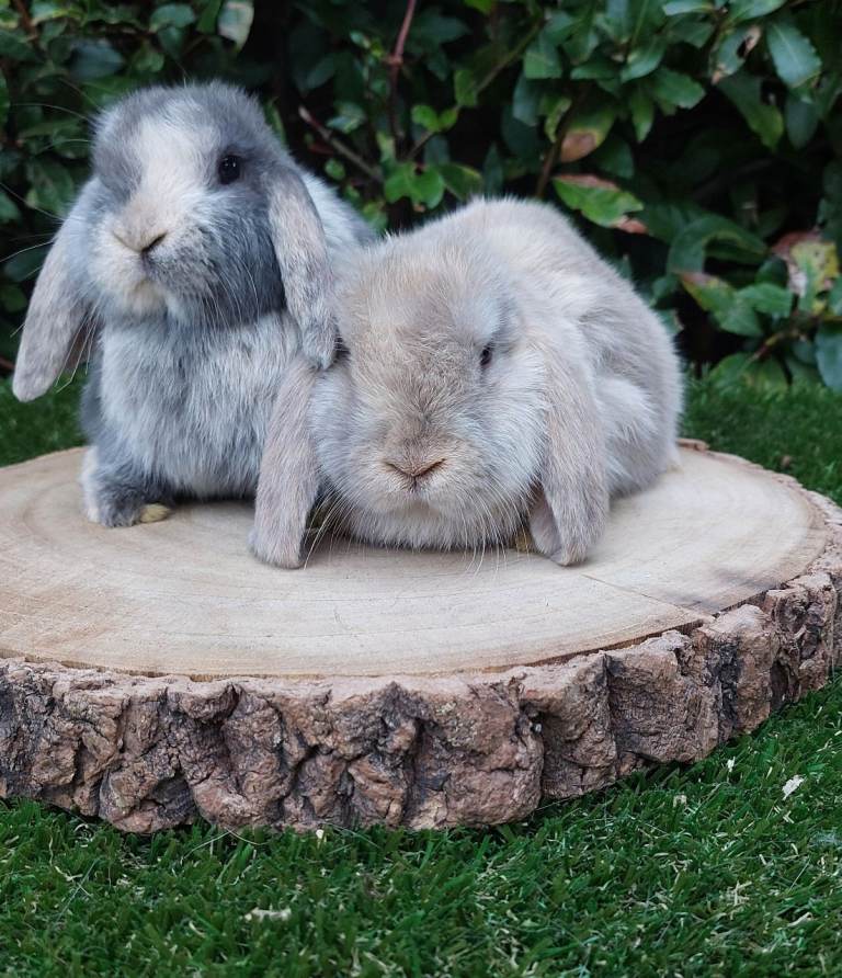 Mini-lop baby rabbits 