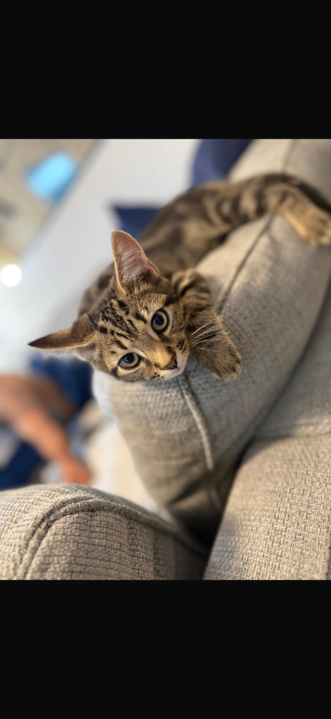 Kitten