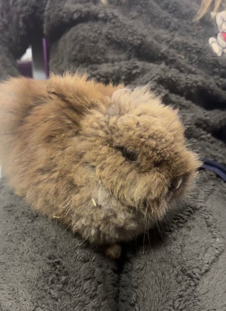 Lion head boy for sale 