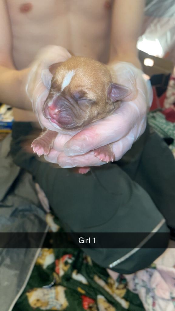 American bully x American bulldog