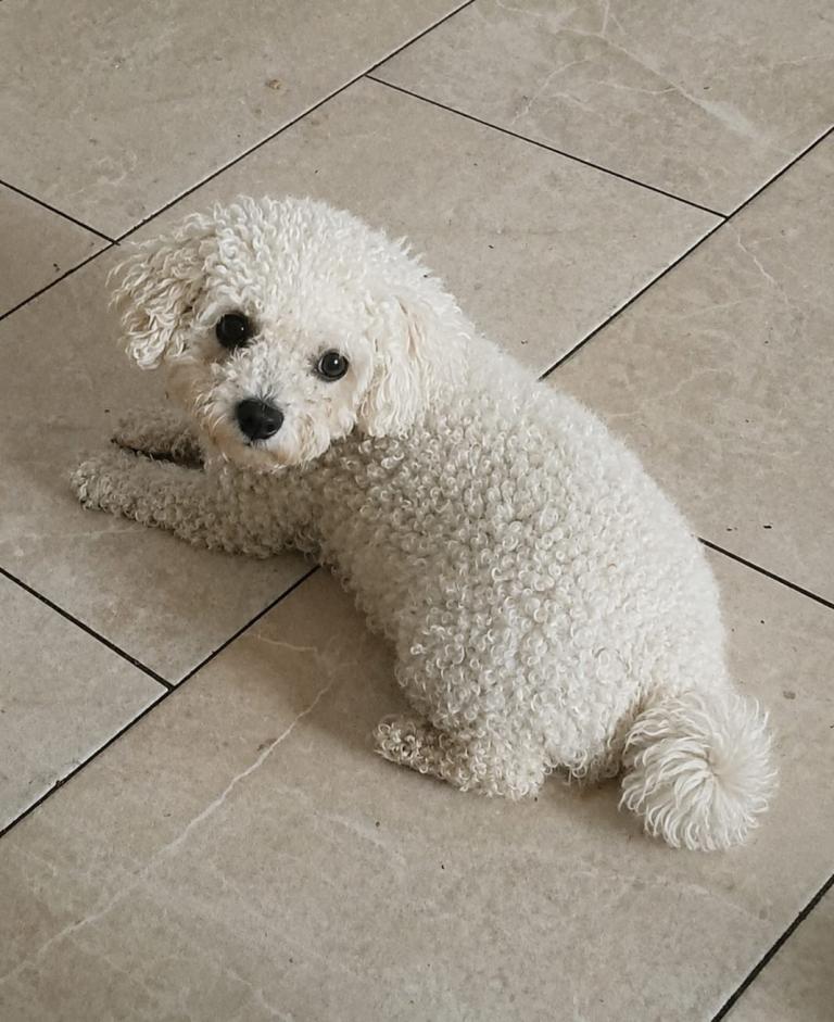 Cavachon puppies 