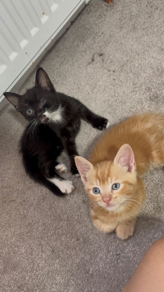 Black girl kitten & mum 