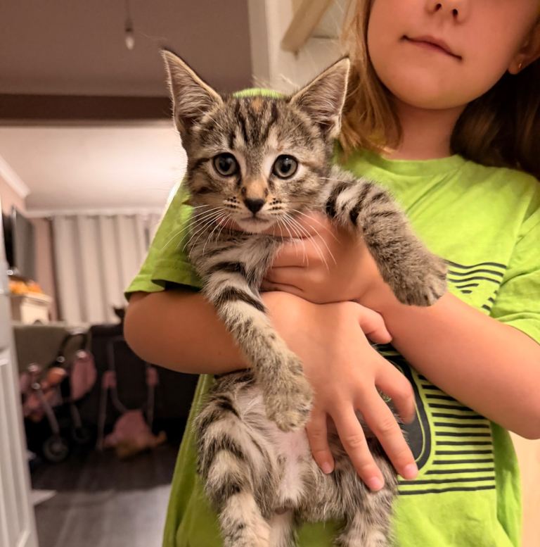 Two female kittens 