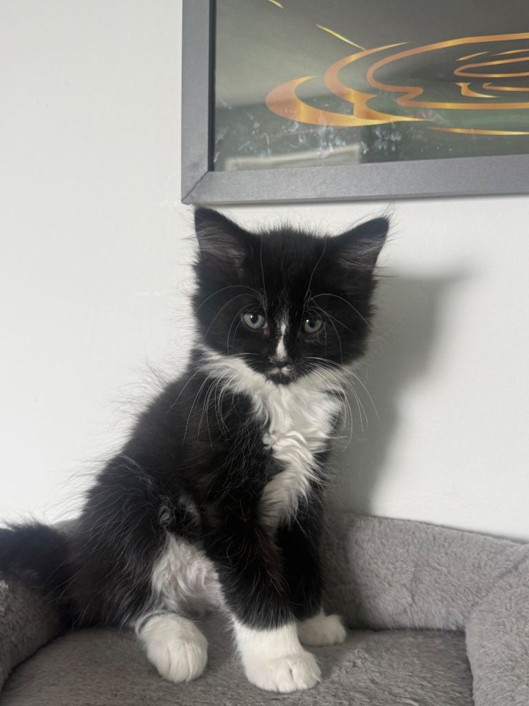 8 week old kitten