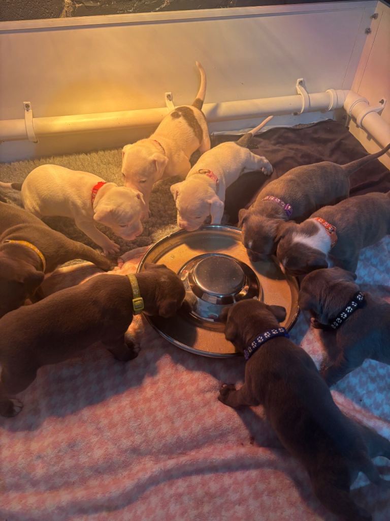 pure Staffordshire bull terriers