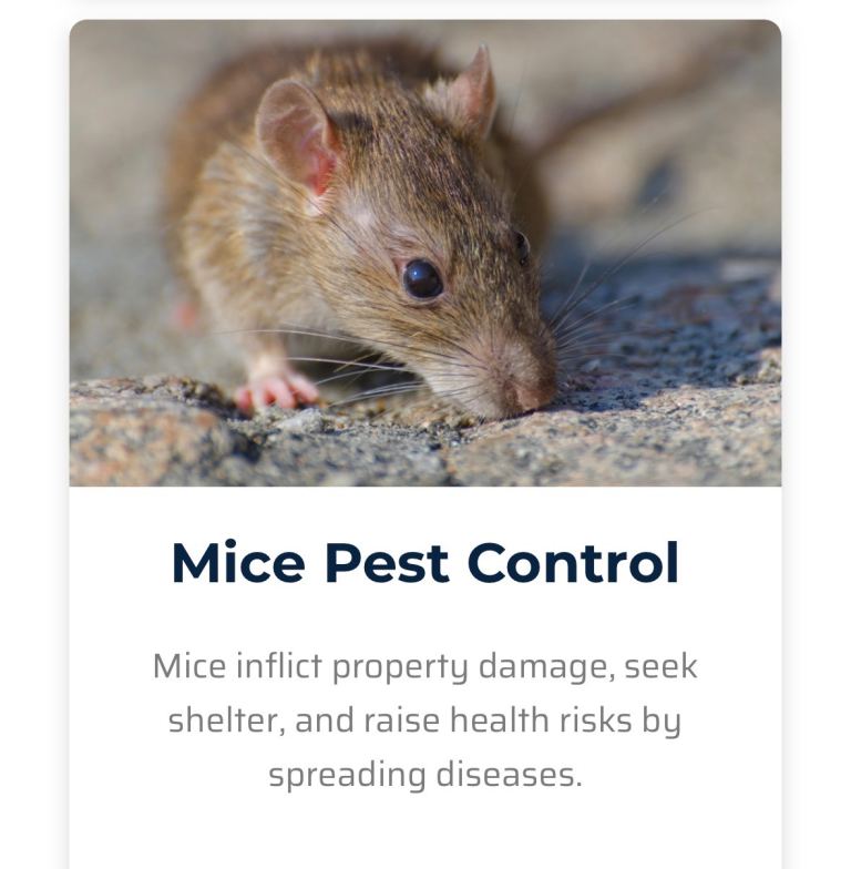 Pest control  rat, mice, bedbugs cockroaches ants mouse in Romford ilford eastham westham 