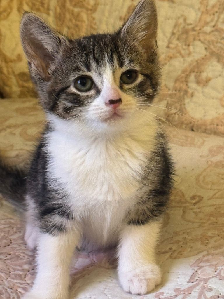 Kittens for sale in Barnet 