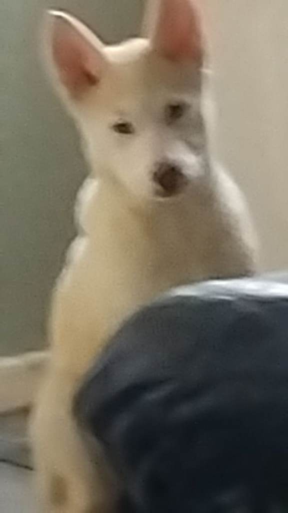 Husky 