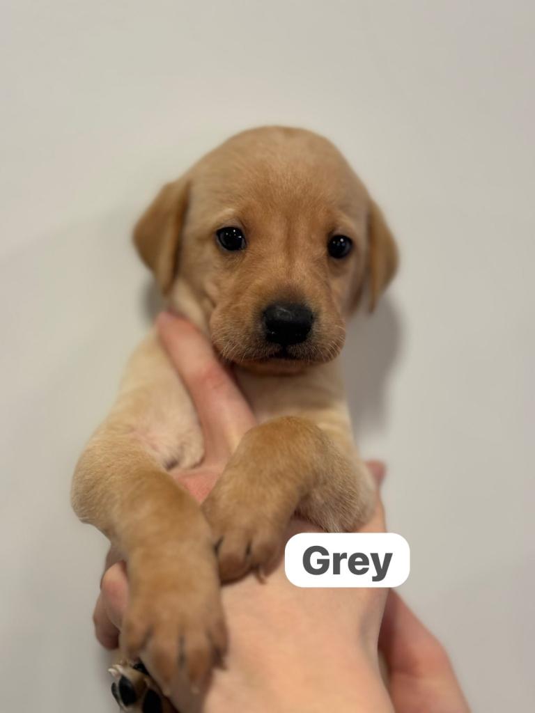 Labrador Puppies for Sale