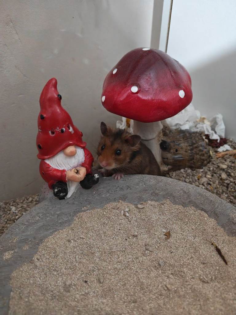 Syrian hamster and big detolf cage (***or hamster only***) 