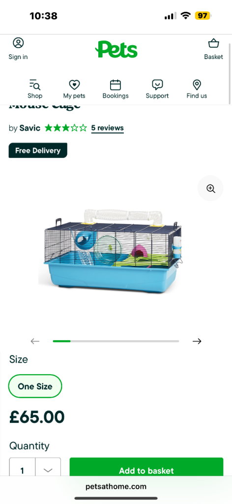 Russian dwarf hamster 