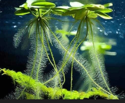Handful of Amazon frogbit