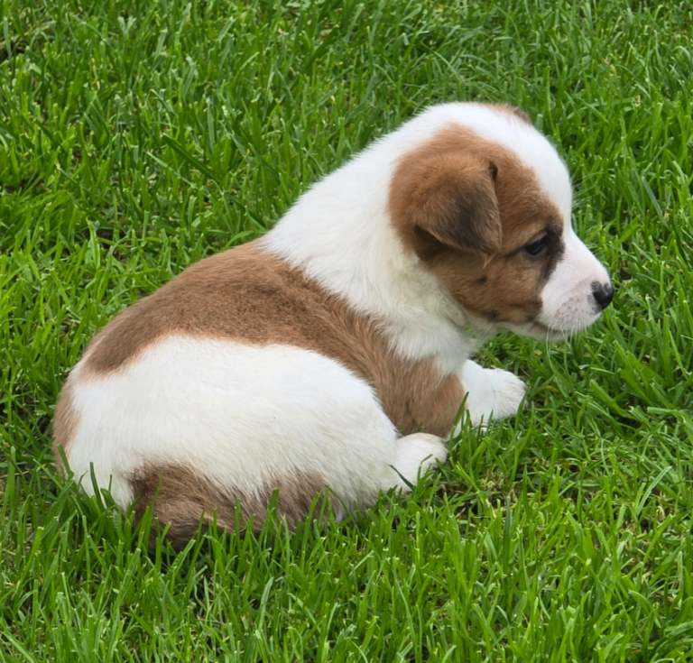 Jack Russell