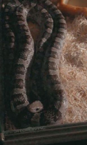 Corn snake 