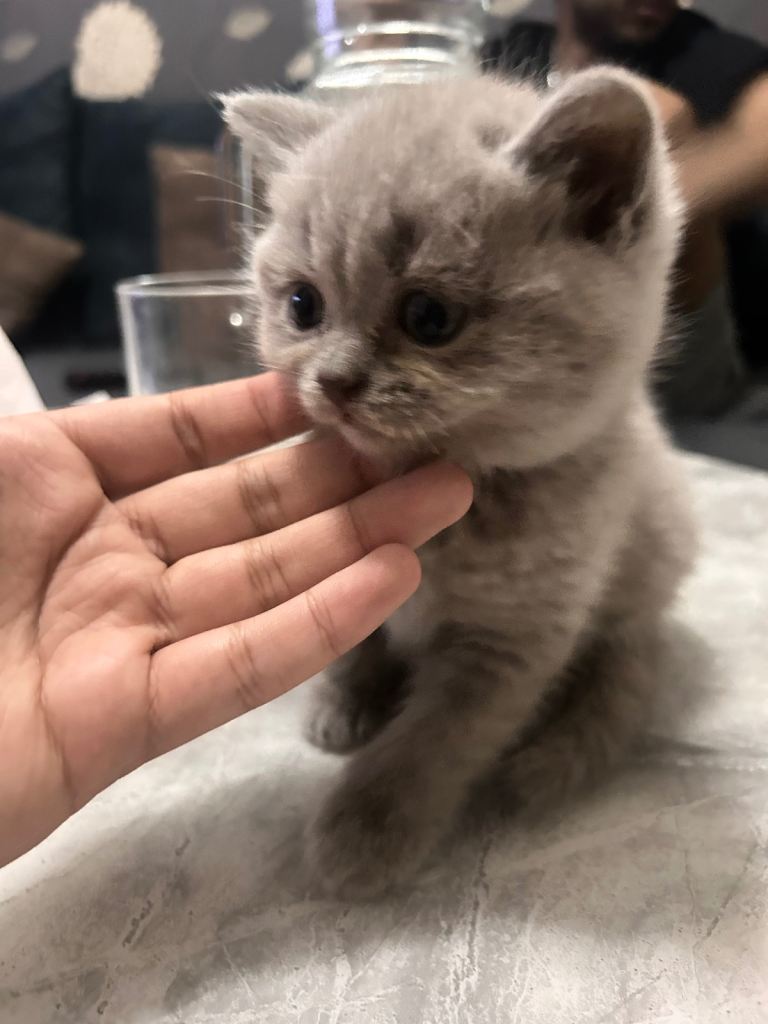 British short hair kitten 
