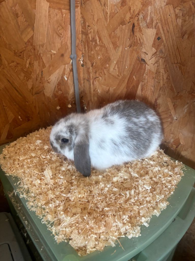 Mini lop rabbits