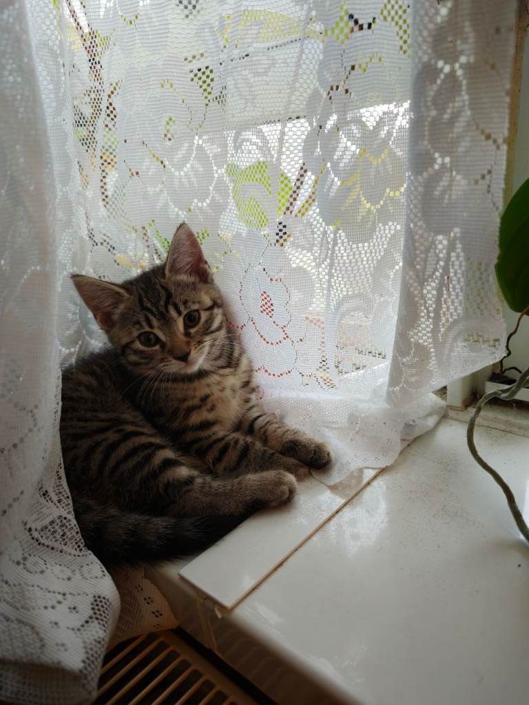 Cute female kitten - Ready to leave 