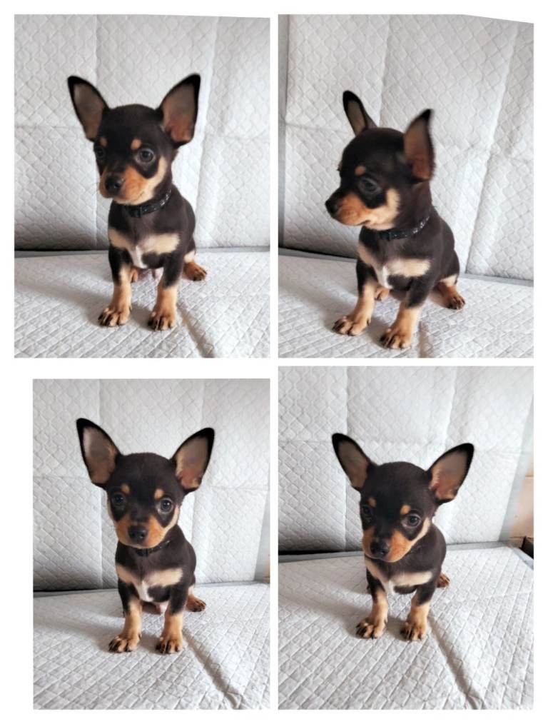 Gorgeous  Chihuahua Puppies For Sale