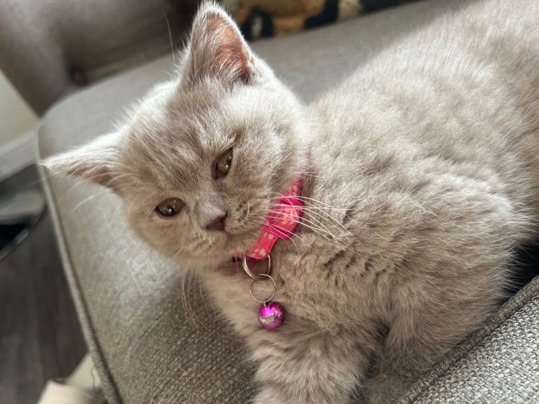 x2 Full British Shorthair Kittens